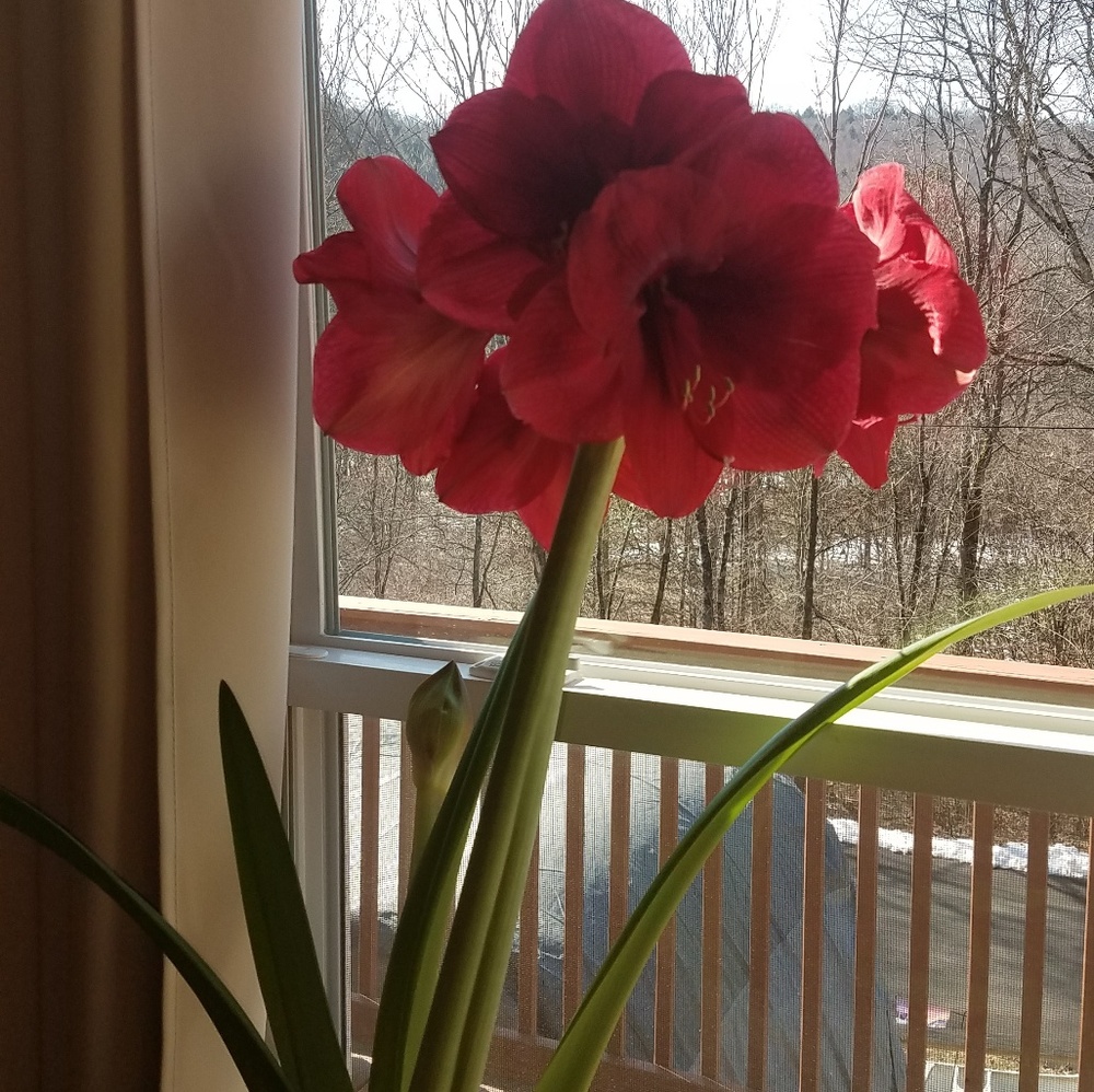 Meet your Posher, Monica